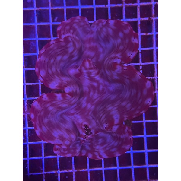 MAXIMA CLAM 