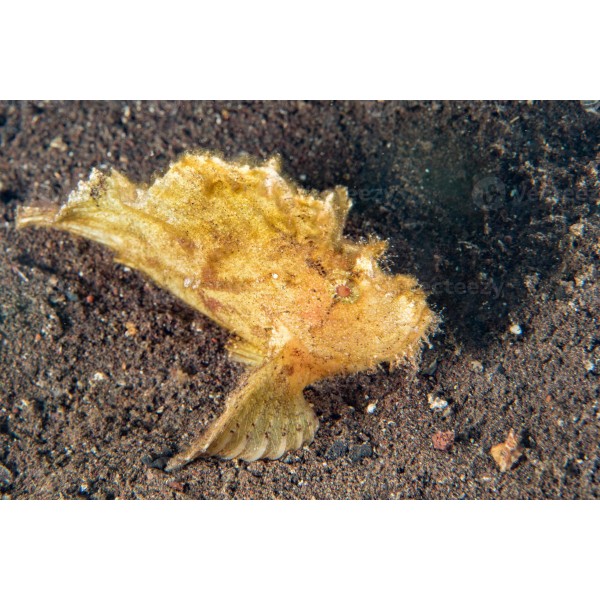 YELLOW LEAF FISH 