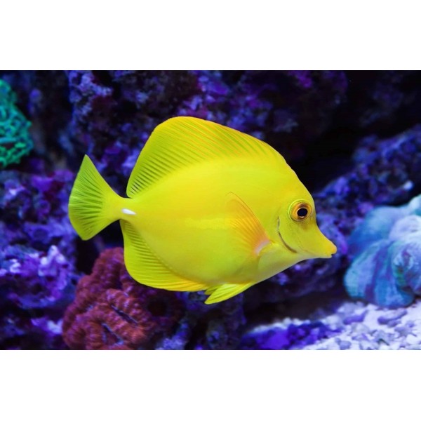 YELLOW TANG (WILD)