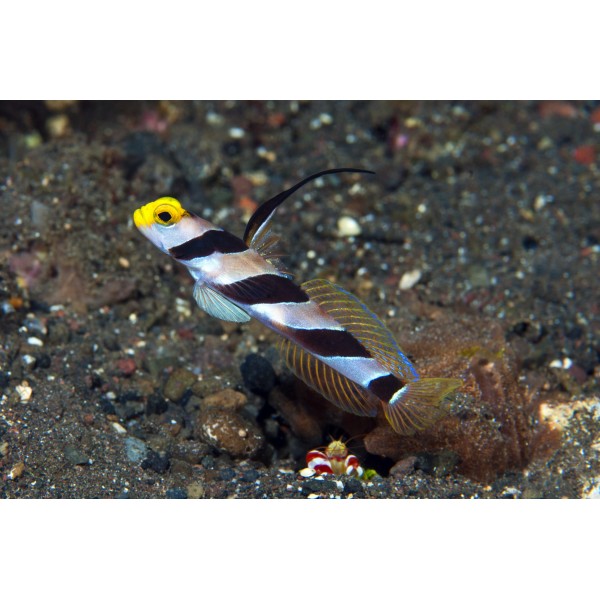 YELLOWROSE ANTENNA GOBY