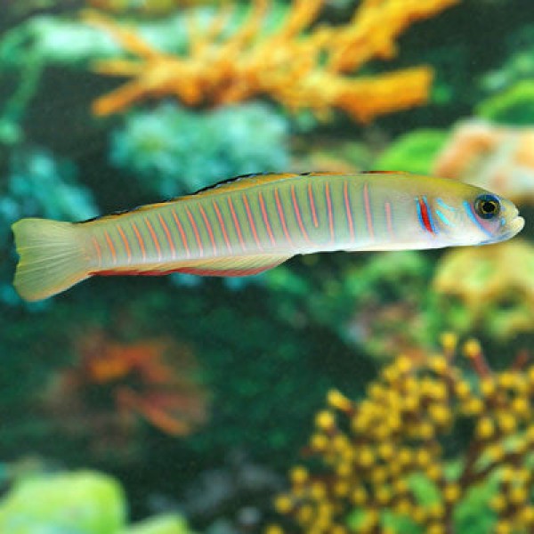 ZEBRA GOBY