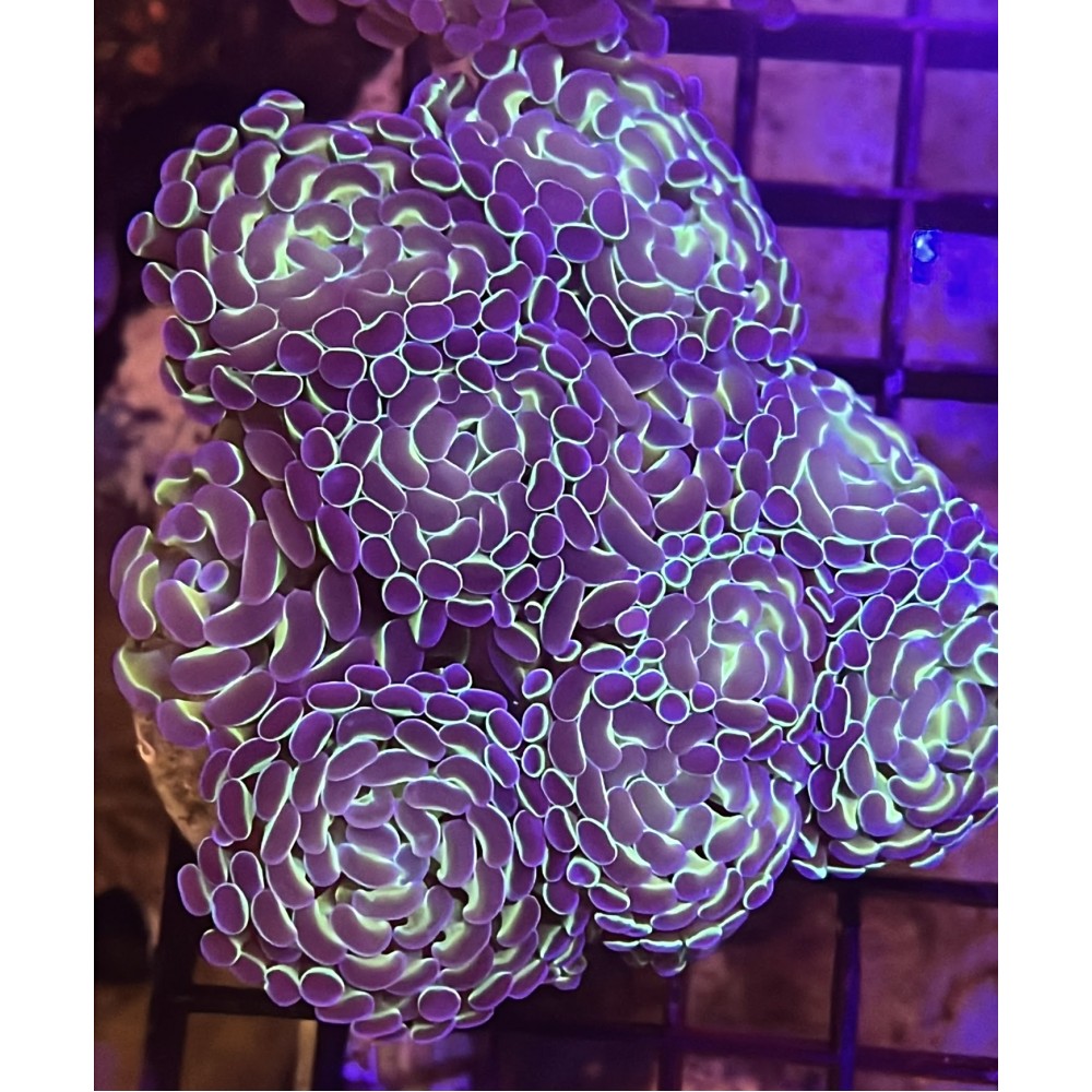 HOLY GRAIL HAMMER CORAL