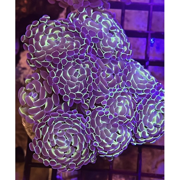 HOLY GRAIL HAMMER CORAL