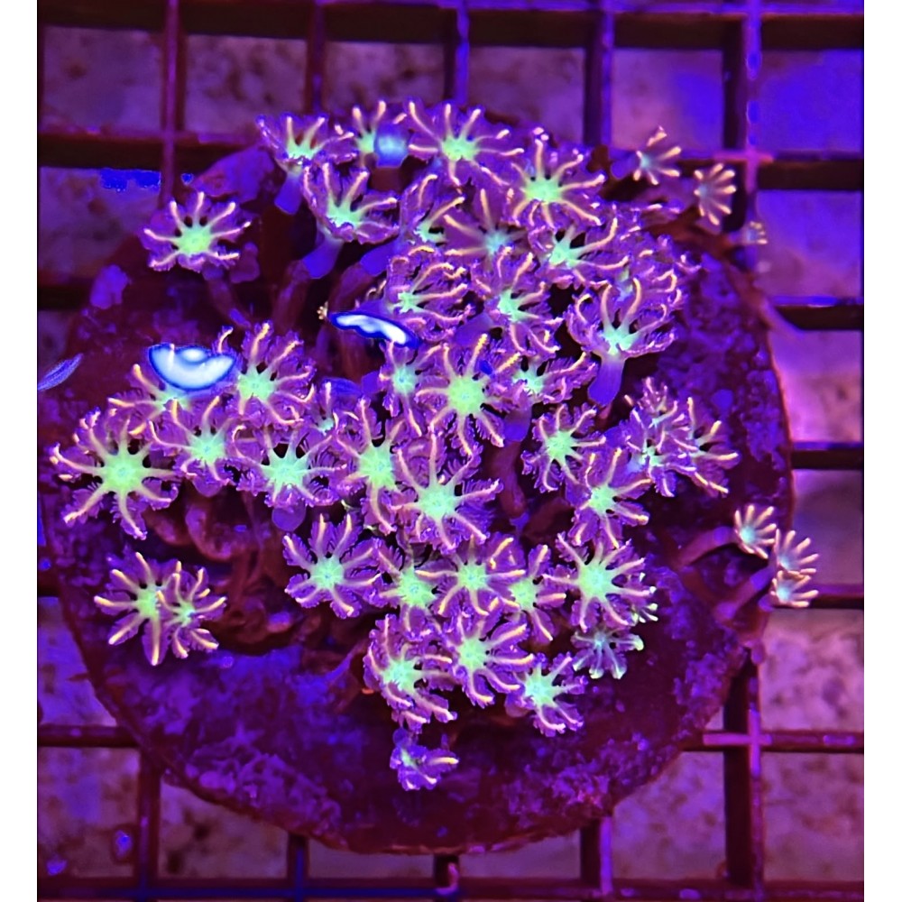GOLDEN GLOVE POLYP