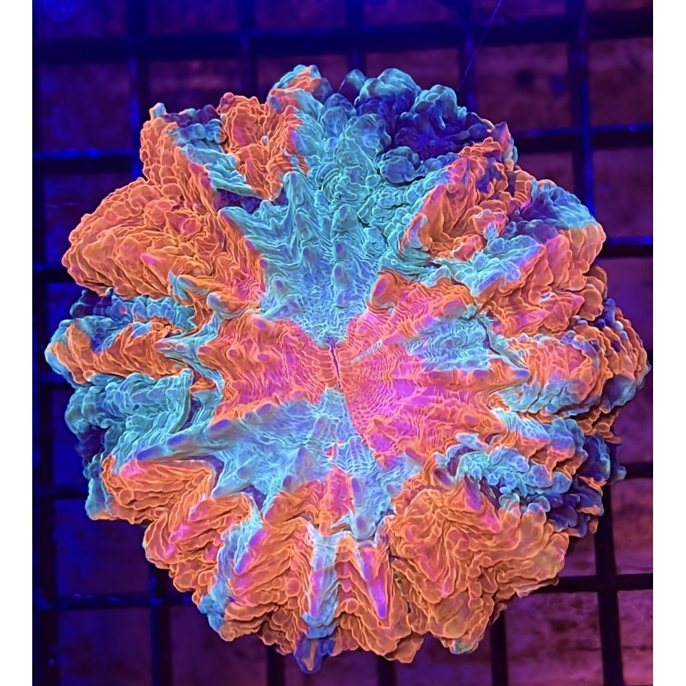 BICOLOR RED DONUT CORAL