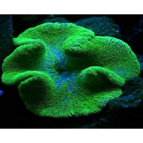 GREEN CARPET ANEMONE