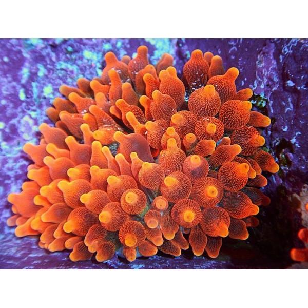 RED BUBBLE ANEMONE