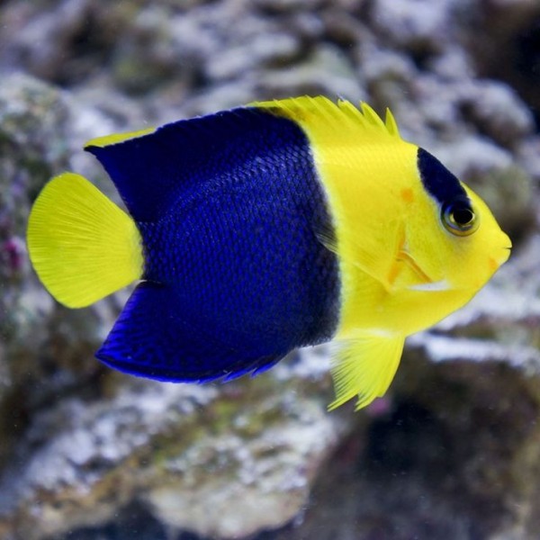 BICOLOR ANGEL FISH