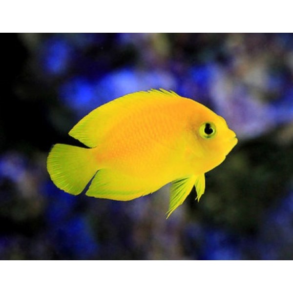 YELLOW ANGEL FISH