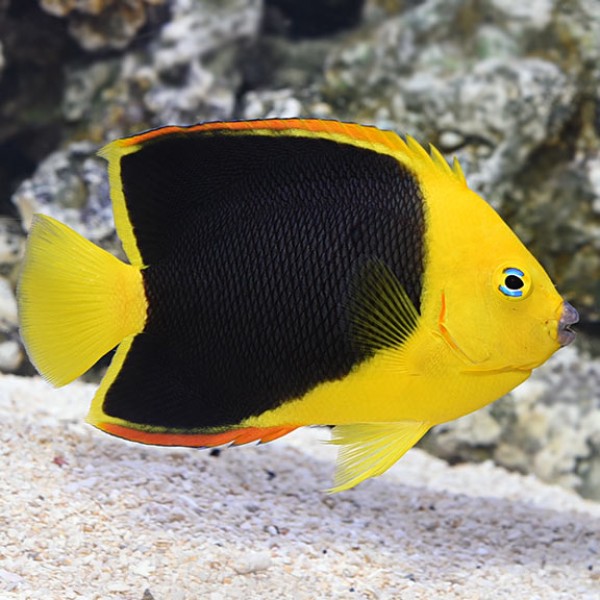 ROCK BEAUTY ANGEL FISH