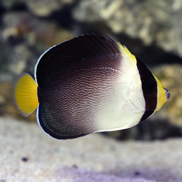 SINGAPOR ANGEL FISH