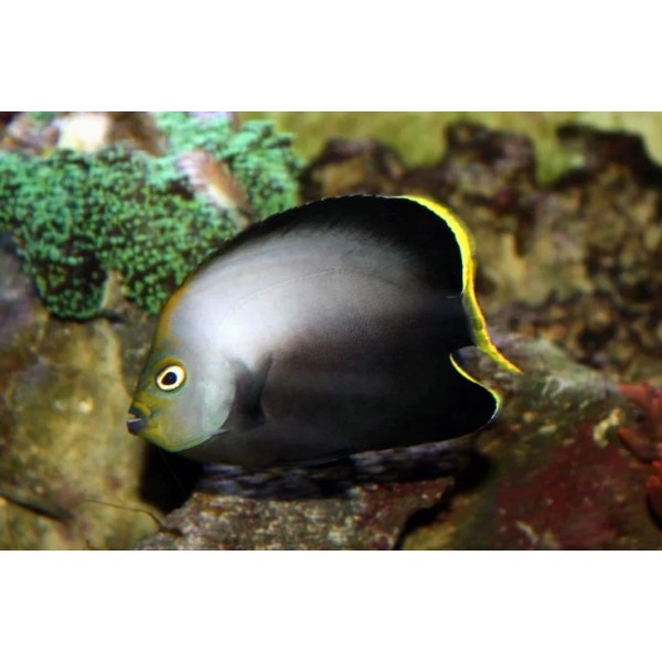 POMA ANGEL FISH (JUV)