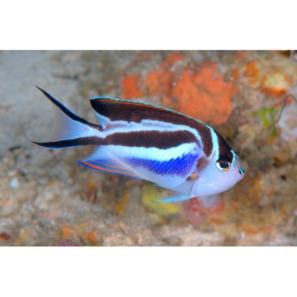 BELLUS ANGEL FISH ( 1 PAIR ）