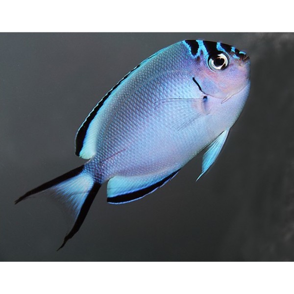 WATANEBE ANGEL FISH (FEMALE)