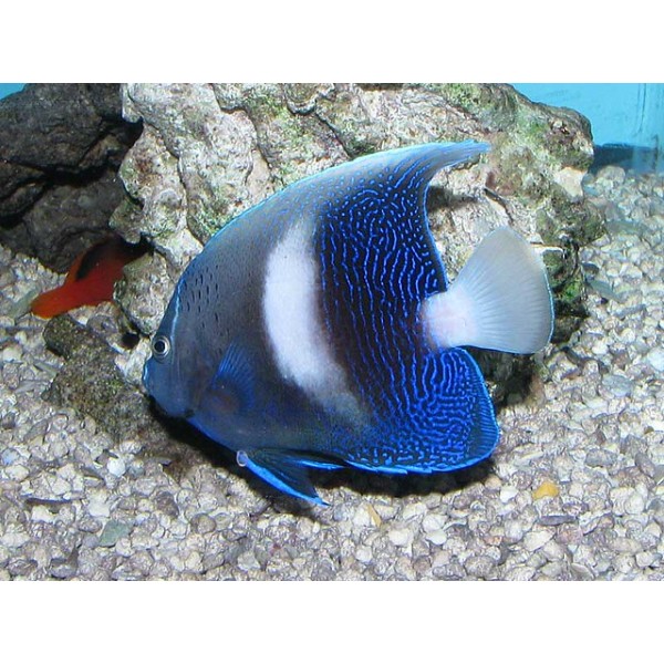White Bar Maculosus Angelfish