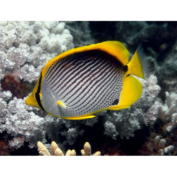 BLACK BLACK BUTTERFLY