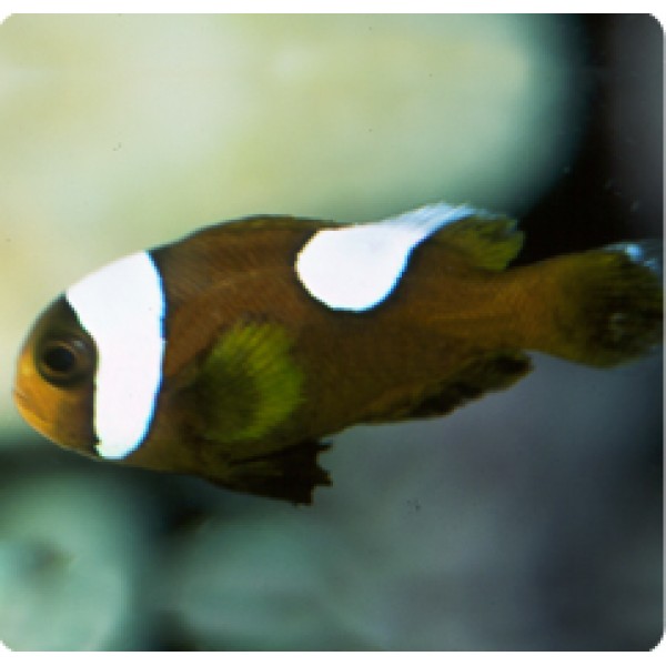 RED SADDLE BACK CLOWN