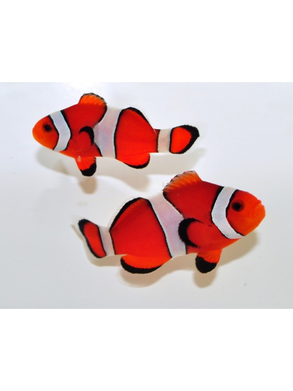 RED PERCULA CLOWN