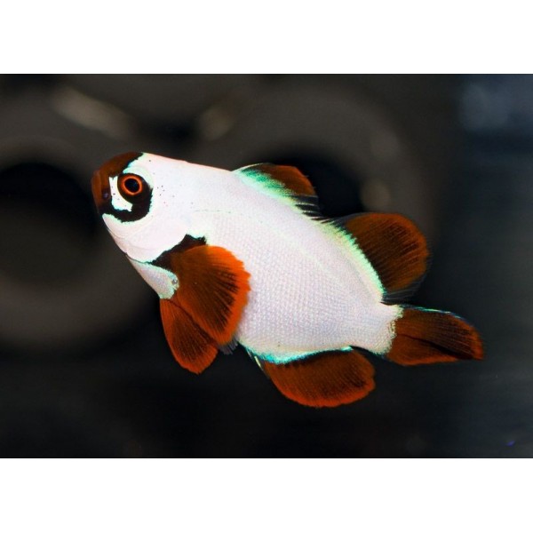 GOLD NUGGET MAROON CLOWN