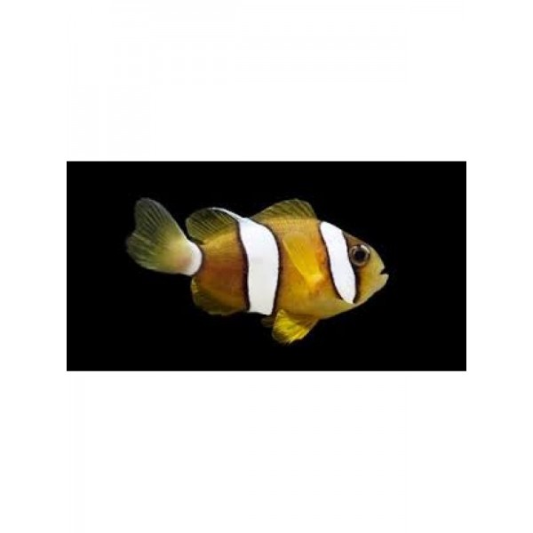 TWO BANDED ANEMONE CLOWN