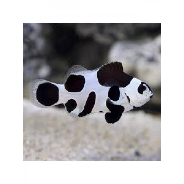 BLACK STORM CLOWN