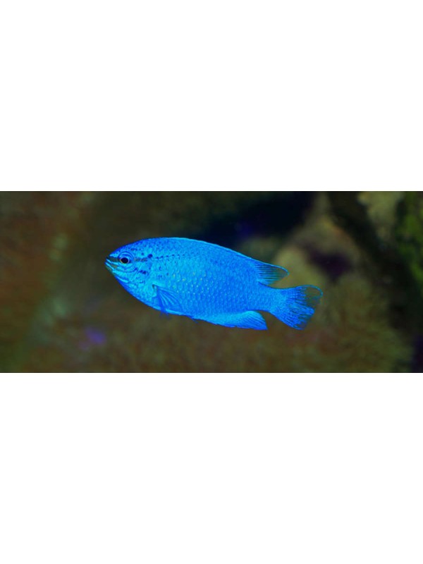 BLUE DAMSEL