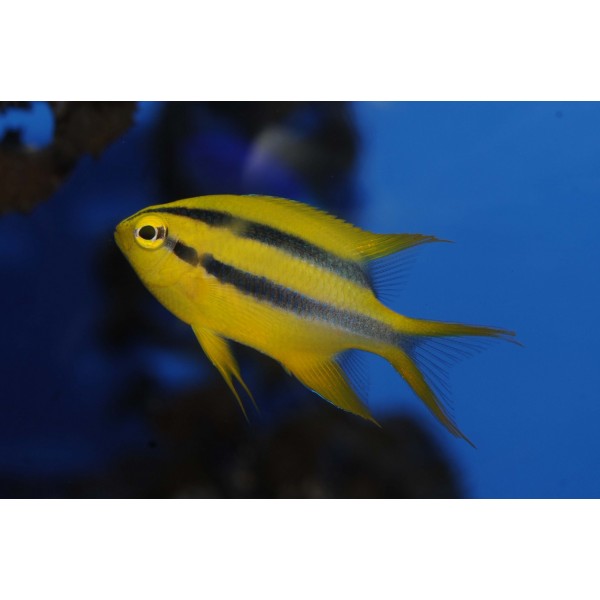 GOLD AND BLACK CHROMIS