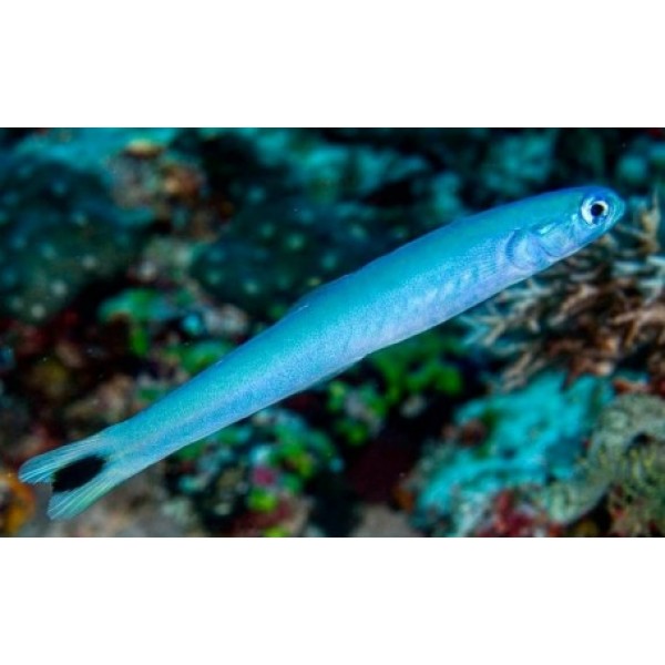 BLUE GUDGEON GOBY