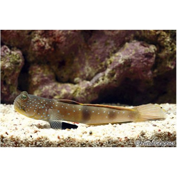 BLUE SPOT WATCHMAN GOBY