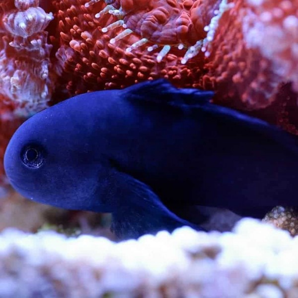BLACK CLOWN GOBY