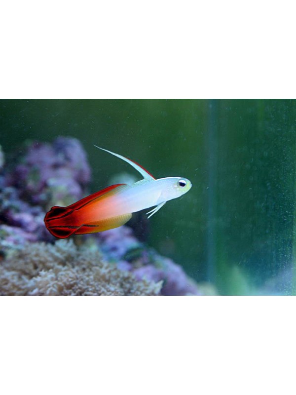 FIRE FISH GOBY
