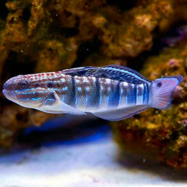 BANDED GOBY