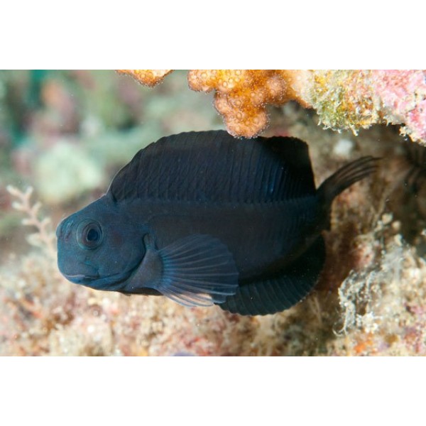 BLACK SAILFIN BLENNY