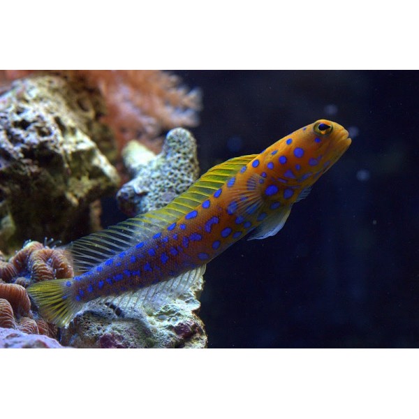 BLUE SPOT JAW GOBY