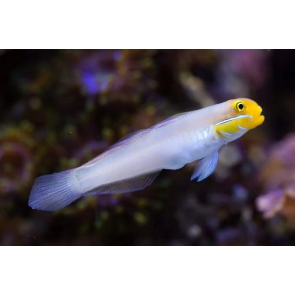 GOLDEN HEAD SLEEPER GOBY