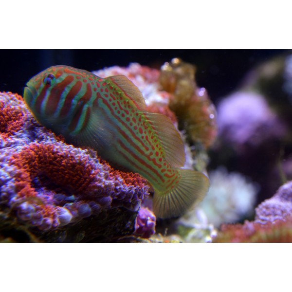 GREEN CLOWN GOBY