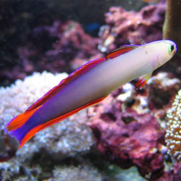 DECORA FIRE GOBY