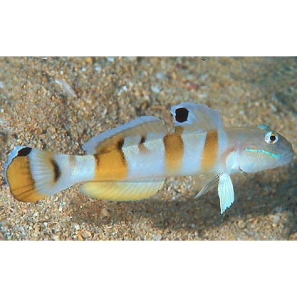 TIGER GOBY