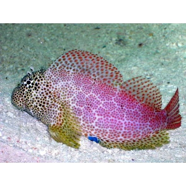 LEOPARD SKIPPER GOBY