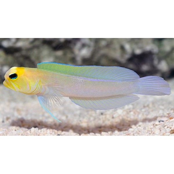 YELLOW HEAD JAW FISH
