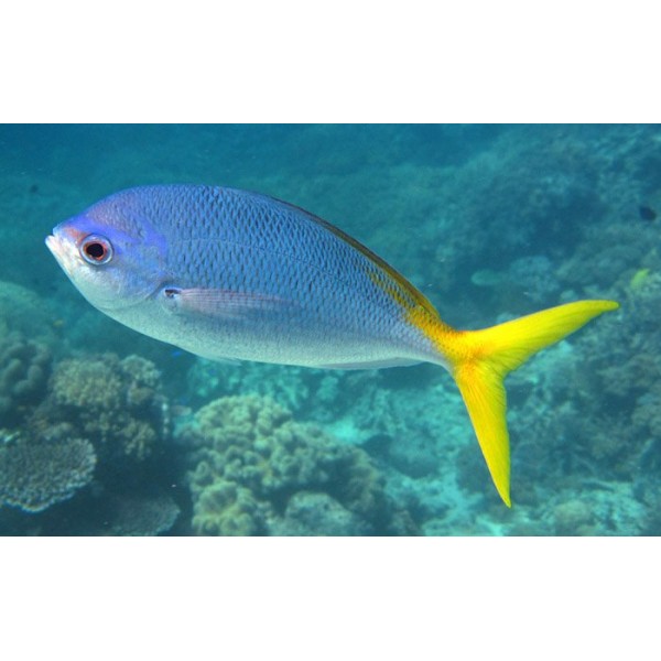 YELLOW TAIL FUSILIER