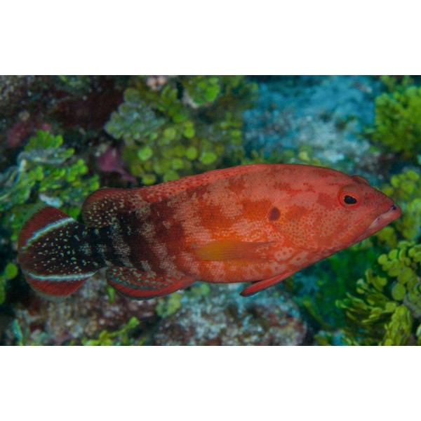 V TAIL GROUPER