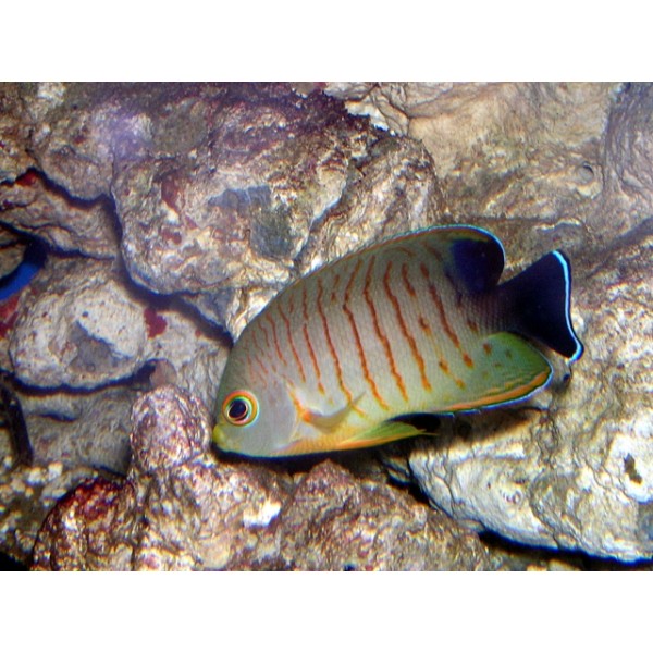 ORANGE STRIPE ANGEL FISH