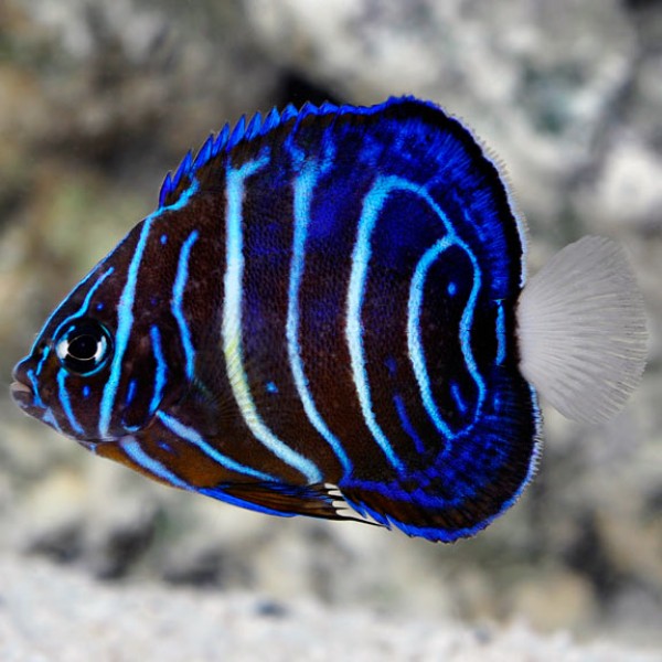 BLUE RING ANGEL FISH (JUV)
