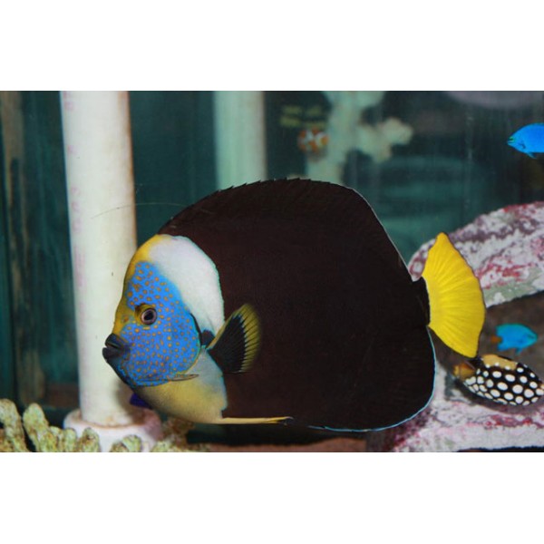 PERSONIFER ANGEL FISH