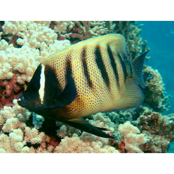 SIX BAR ANGEL FISH