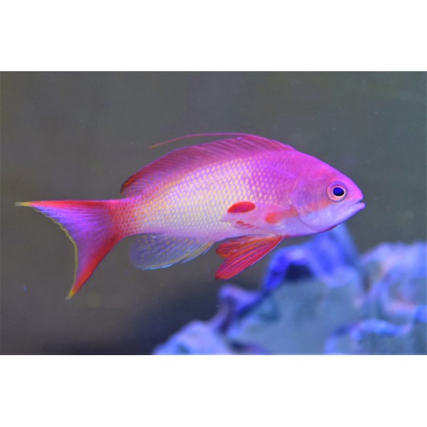 PINK ANTHIAS