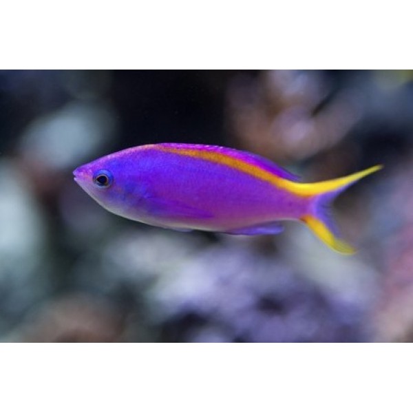 PURPLE QUEEN ANTHIAS