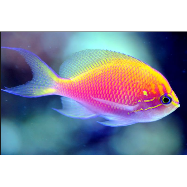 SUNBURST ANTHIAS