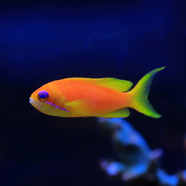 Blue Eye Anthias (female)